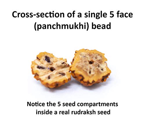 Wonder Care Certified Rudraksha Mala 5face(Panchmukhi) Authentic Genuine Rudraksha Beads Ornament Rosary Japa Mala Beads Necklace Puja | Prayer Beads | Meditation Beads - color: Natural Rudraksha
