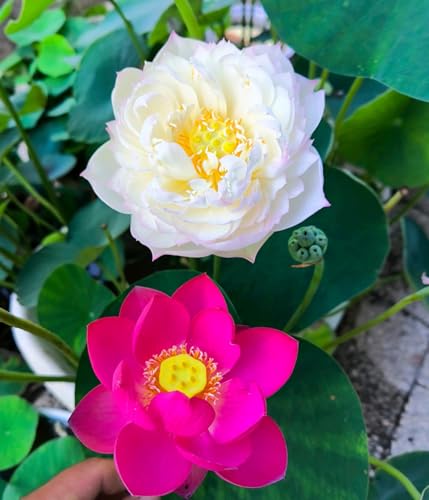 25+ Mini Bowl Lotus Seeds for Patio and Pond Beautiful Water Flowers Easy to Grow in Containers Bonsai Style Sacred Lotus Variety