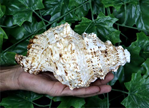 ASHIRWAD Frog Shell Blowing Shankh Vamavarti Dattatreya, Conch Shell for Puja Ritual, Large Horn Shankhnaad for Home Decor (11.0 inches) - size: 11.0 inches