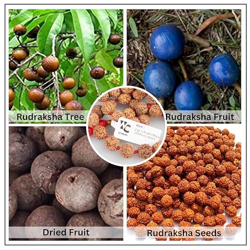 Wonder Care Certified Rudraksha Mala 5face(Panchmukhi) Authentic Genuine Rudraksha Beads Ornament Rosary Japa Mala Beads Necklace Puja | Prayer Beads | Meditation Beads - color: Rudra 12mm