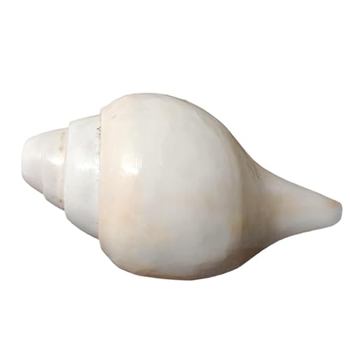 Original Vamavarti Shankh for Pooja Natural Left Handed Blowing Conch Shell Polished White Sacred Shell for Home Mandir Temple Rituals Prayer Decor 6.5 to 7 Inch 1 Piece