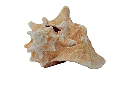 Jumbo Bahama Conch Shell, 8 to 10 inches