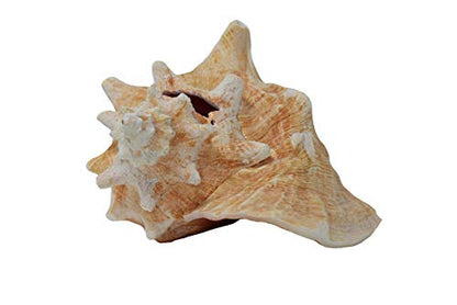 Jumbo Bahama Conch Shell, 8 to 10 inches