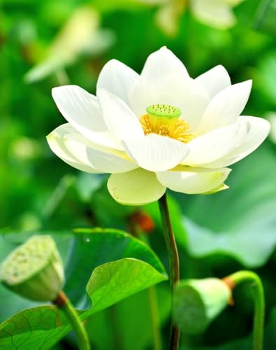 Water Features Bonsai Lotus Flower Seeds 160pcs Mixed Bowl Lotus Seeds
