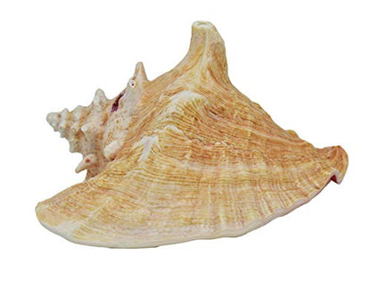 Jumbo Bahama Conch Shell, 8 to 10 inches