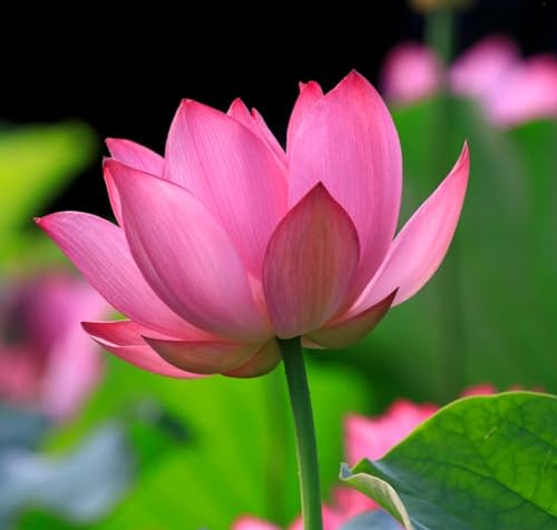 Water Features Bonsai Lotus Flower Seeds 160pcs Mixed Bowl Lotus Seeds