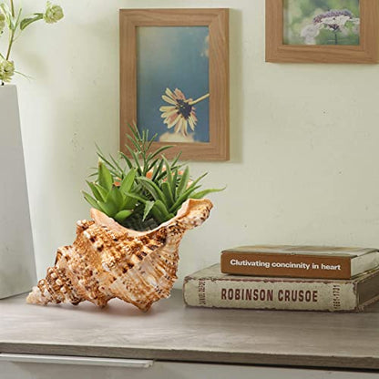 Giant Natural Conch Shell, Frog Seashell 1 Shell 7-8 inches