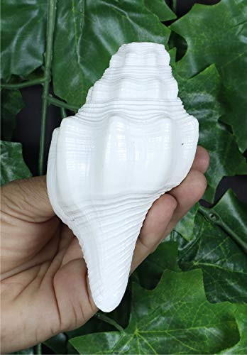 ASHIRWAD Genuine Blowing Shankh Vamavarti Dattatreya - Conch Shell - Puja Ritual - Shankhnaad | AE000018-00 (5.0 inches) - size: 5.0 inches