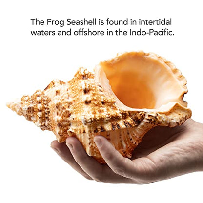 Giant Natural Conch Shell, Frog Seashell 1 Shell 7-8 inches