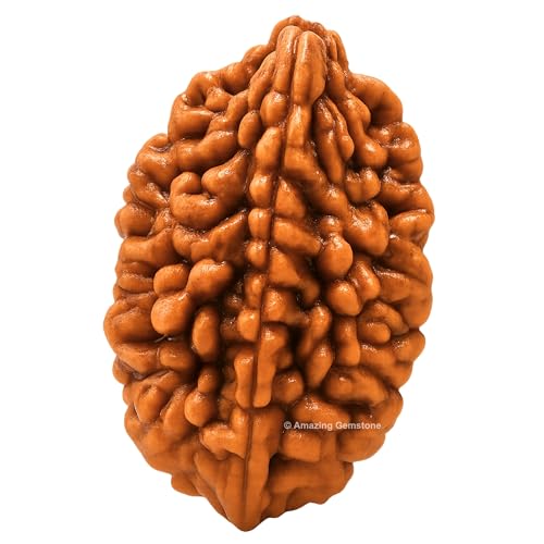 Amazing Gemstone Authentic 2 Mukhi Rudraksha Bead – Natural Nepali Rudraksha for Meditation, Prayer, Protection, Chakra Healing, and Spiritual Growth - color: 2 Mukhi