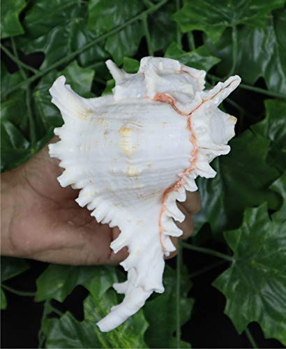 ASHIRWAD Garud Blowing Shankh, Murex Ramosus - Conch Shell - Puja Ritual - Shankhnaad for Home Decor (8.0 inch) - size: 8.0 inch