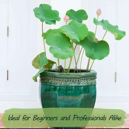 Rare Lotus Seeds for Planting – 15 Pre-Cut Bonsai Lotus Flower Seeds in Water – Non-GMO, Heirloom - Grow Stunning Lotus Flowers in Ponds & Gardens (Nelumbo Nucifera)