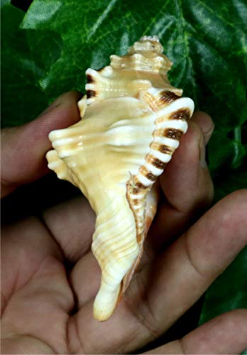 ASHIRWAD Original Ganesh Shankh, Conch Shell for Puja Ritual, Ganesha mukhi varti Ganpati Bhakti Aarti Shankha (4.0 inches in Pouch) - size: Ganesh Shankh (Pouch) - 4.0 IN