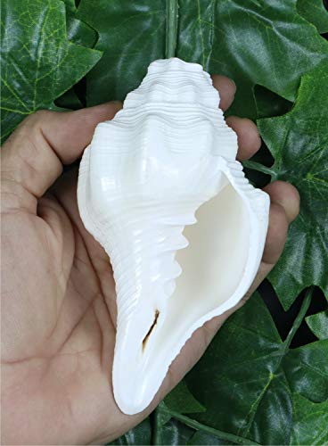 ASHIRWAD Genuine Blowing Shankh Vamavarti Dattatreya - Conch Shell - Puja Ritual - Shankhnaad | AE000018-00 (5.0 inches) - size: 5.0 inches