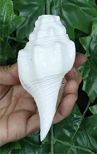 ASHIRWAD Genuine Blowing Shankh Vamavarti Dattatreya - Conch Shell - Puja Ritual - Shankhnaad | AE000018-00 (5.0 inches) - size: 5.0 inches