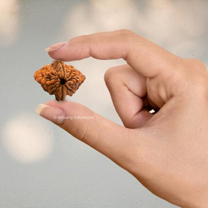 Amazing Gemstone Authentic 2 Mukhi Rudraksha Bead – Natural Nepali Rudraksha for Meditation, Prayer, Protection, Chakra Healing, and Spiritual Growth - color: 2 Mukhi