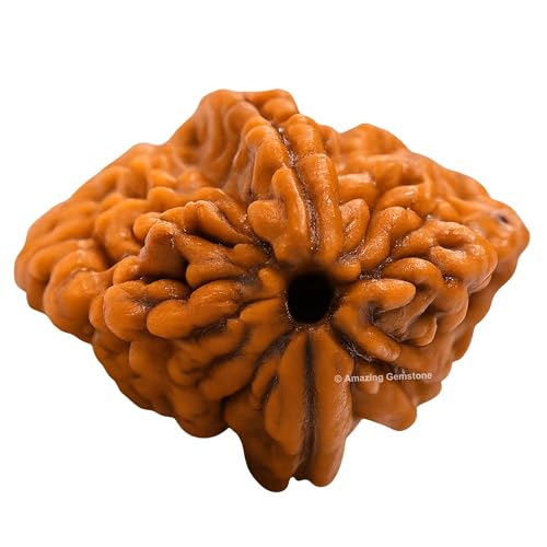 Amazing Gemstone Authentic 2 Mukhi Rudraksha Bead – Natural Nepali Rudraksha for Meditation, Prayer, Protection, Chakra Healing, and Spiritual Growth - color: 2 Mukhi