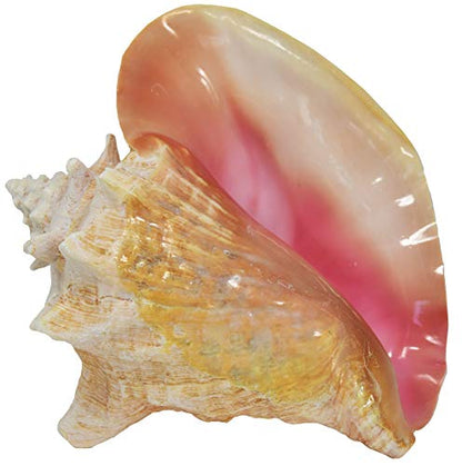 Jumbo Bahama Conch Shell, 8 to 10 inches