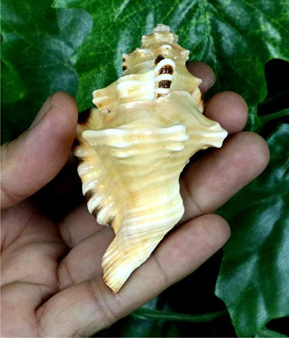 ASHIRWAD Original Ganesh Shankh, Conch Shell for Puja Ritual, Ganesha mukhi varti Ganpati Bhakti Aarti Shankha (3.5 inches in Pouch) - size: Ganesh Shankh (Pouch) - 3.5 IN