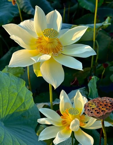 25+ Mini Bowl Lotus Seeds for Patio and Pond Beautiful Water Flowers Easy to Grow in Containers Bonsai Style Sacred Lotus Variety