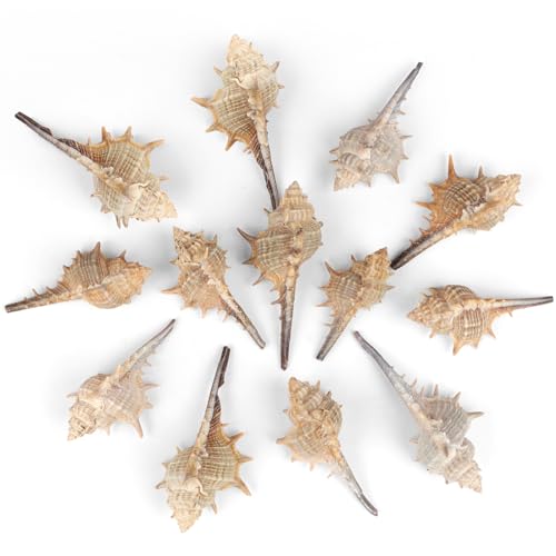 10 PCS+ Small Conch Shells Natural Sea Shells, 2"-5" Ocean Conch Shells Small Sea Shells for Crafts Wedding Decor Beach Theme Party, Fish Tank and Vase Filler - color: White-1