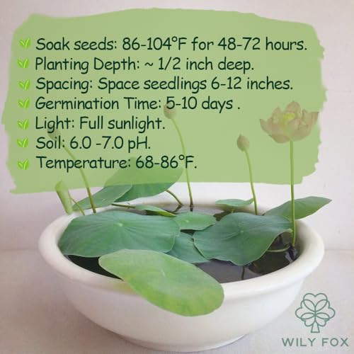Rare Lotus Seeds for Planting – 15 Pre-Cut Bonsai Lotus Flower Seeds in Water – Non-GMO, Heirloom - Grow Stunning Lotus Flowers in Ponds & Gardens (Nelumbo Nucifera)