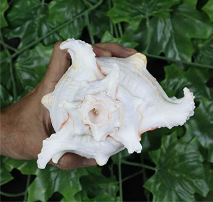 ASHIRWAD Garuda Blowing Shankh, Murex Ramosus - Conch Shell - Puja Ritual - Shankhnaad for Home Decor (7.5 inch) - size: 7.5 inch