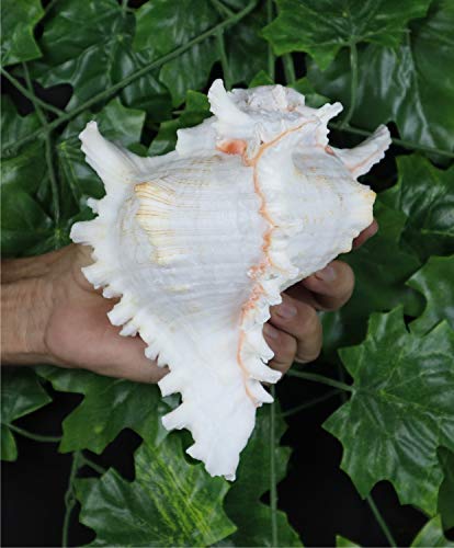 ASHIRWAD Garuda Blowing Shankh, Murex Ramosus - Conch Shell - Puja Ritual - Shankhnaad for Home Decor (7.5 inch) - size: 7.5 inch