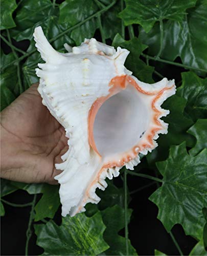 ASHIRWAD Garuda Blowing Shankh, Murex Ramosus - Conch Shell - Puja Ritual - Shankhnaad for Home Decor (7.5 inch) - size: 7.5 inch