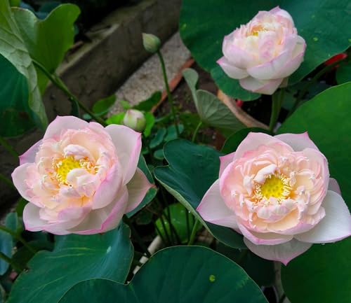 25+ Mini Bowl Lotus Seeds for Patio and Pond Beautiful Water Flowers Easy to Grow in Containers Bonsai Style Sacred Lotus Variety