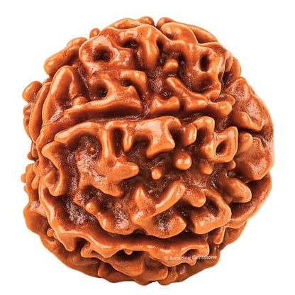 Amazing Gemstone Authentic 6 Mukhi Rudraksha Bead – Natural Nepali Rudraksha for Meditation, Prayer, Protection, Chakra Healing, and Spiritual Growth - color: 6 Mukhi