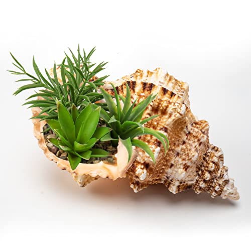 Giant Natural Conch Shell, Frog Seashell 1 Shell 7-8 inches
