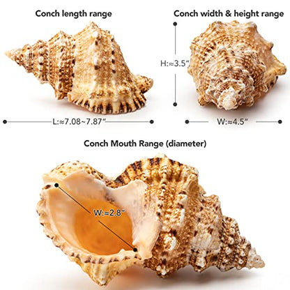 Giant Natural Conch Shell, Frog Seashell 1 Shell 7-8 inches