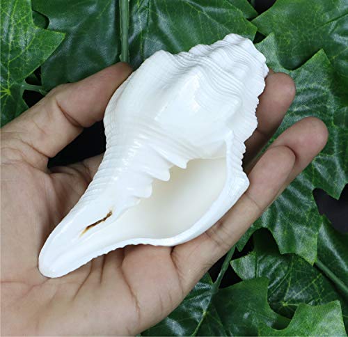 ASHIRWAD Genuine Blowing Shankh Vamavarti Dattatreya - Conch Shell - Puja Ritual - Shankhnaad | AE000018-00 (5.0 inches) - size: 5.0 inches