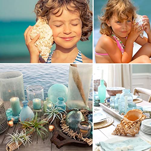 Giant Natural Conch Shell, Frog Seashell 1 Shell 7-8 inches