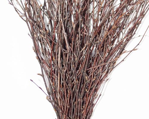 ECOVENIK - 50 psc. Birch Twigs – 100% Natural Decorative Branches for Vases, Centerpieces & DIY Crafts – Birch Sticks for Decorating (16-18 Inch) - size: 50 psc - brown