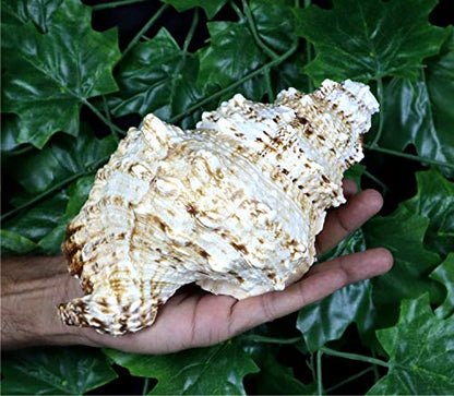 ASHIRWAD Frog Shell Blowing Shankh Vamavarti Dattatreya, Conch Shell for Puja Ritual, Large Horn Shankhnaad for Home Decor (10.0 inches) - size: 10.0 inches
