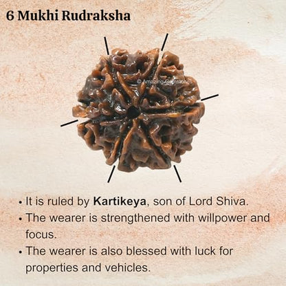 Amazing Gemstone Authentic 6 Mukhi Rudraksha Bead – Natural Nepali Rudraksha for Meditation, Prayer, Protection, Chakra Healing, and Spiritual Growth - color: 6 Mukhi