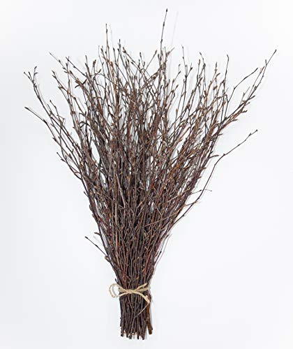 ECOVENIK - 50 psc. Birch Twigs – 100% Natural Decorative Branches for Vases, Centerpieces & DIY Crafts – Birch Sticks for Decorating (16-18 Inch) - size: 50 psc - brown