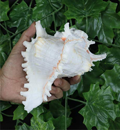 ASHIRWAD Garuda Blowing Shankh, Murex Ramosus - Conch Shell - Puja Ritual - Shankhnaad for Home Decor (7.5 inch) - size: 7.5 inch