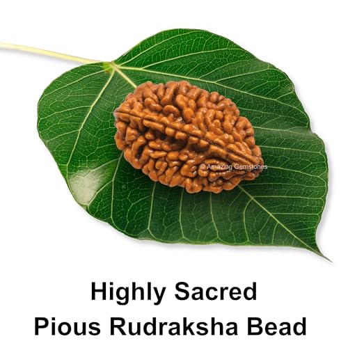 Amazing Gemstone Authentic 2 Mukhi Rudraksha Bead – Natural Nepali Rudraksha for Meditation, Prayer, Protection, Chakra Healing, and Spiritual Growth - color: 2 Mukhi