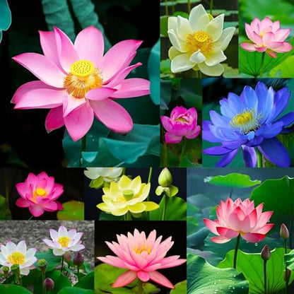 300pcs Lotus Seeds, 15 Unique Bonsai Bowl Varieties for Ponds & Gardens