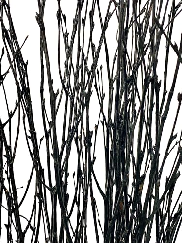 ECOVENIK - 25 psc - Black Birch Branches - 73 cm, Natural Birch Twigs, Pack of 20-25 Stems, Long for Floor vases, 29 inch (Black) - size: 25 psc - black