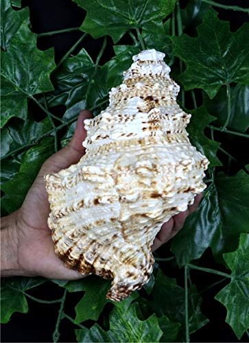 ASHIRWAD Frog Shell Blowing Shankh Vamavarti Dattatreya, Conch Shell for Puja Ritual, Large Horn Shankhnaad for Home Decor (10.0 inches) - size: 10.0 inches