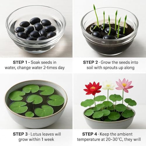 300pcs Lotus Seeds, 15 Unique Bonsai Bowl Varieties for Ponds & Gardens