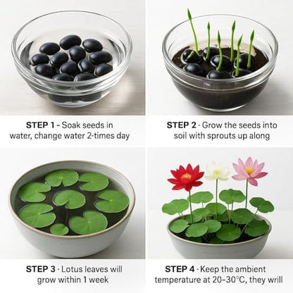300pcs Lotus Seeds, 15 Unique Bonsai Bowl Varieties for Ponds & Gardens