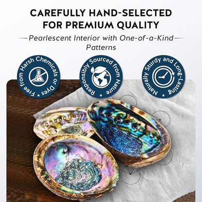 Hand Selected Abalone Shell, 6-Inch+ Polished Smudging & Display Bowl