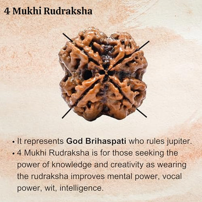 Amazing Gemstone Authentic 4 Mukhi Rudraksha Bead – Natural Nepali Rudraksha for Meditation, Prayer, Protection, Chakra Healing, and Spiritual Growth - color: 4 Mukhi