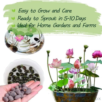 Rare Lotus Seeds for Planting – 15 Pre-Cut Bonsai Lotus Flower Seeds in Water – Non-GMO, Heirloom - Grow Stunning Lotus Flowers in Ponds & Gardens (Nelumbo Nucifera)