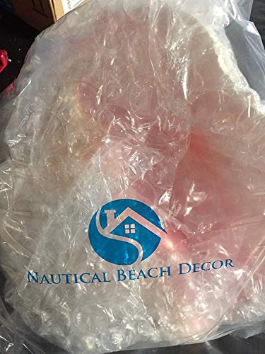 Jumbo Bahama Conch Shell, 8 to 10 inches